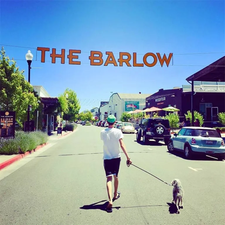 Image from A big bark for Sebastopol's Barlow on DogTrekker