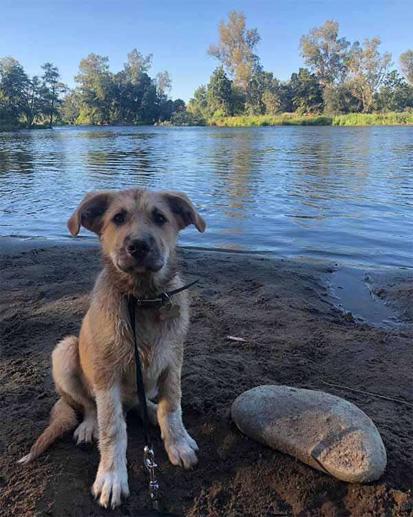 Dog by a lake in Rancho Cordova