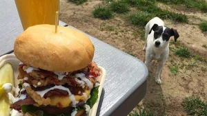 Up the hill in Placerville with your furry sidekick