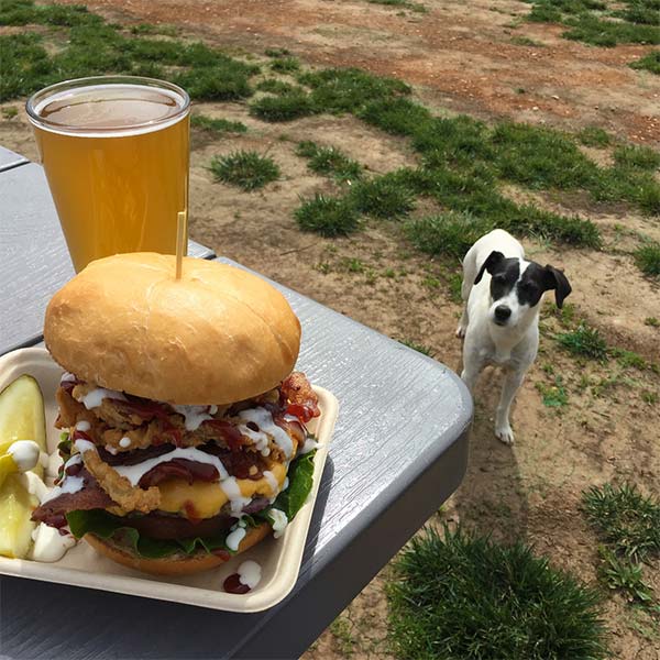 Dog walking towards hamburger and beer in Placerville