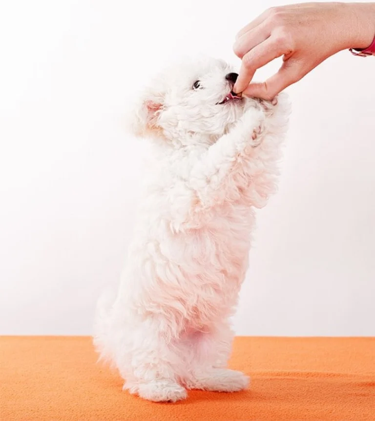 Image from Safe and unsafe human medications for dogs on DogTrekker