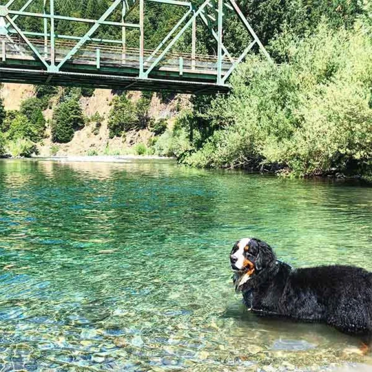 Image from Sierra county on DogTrekker