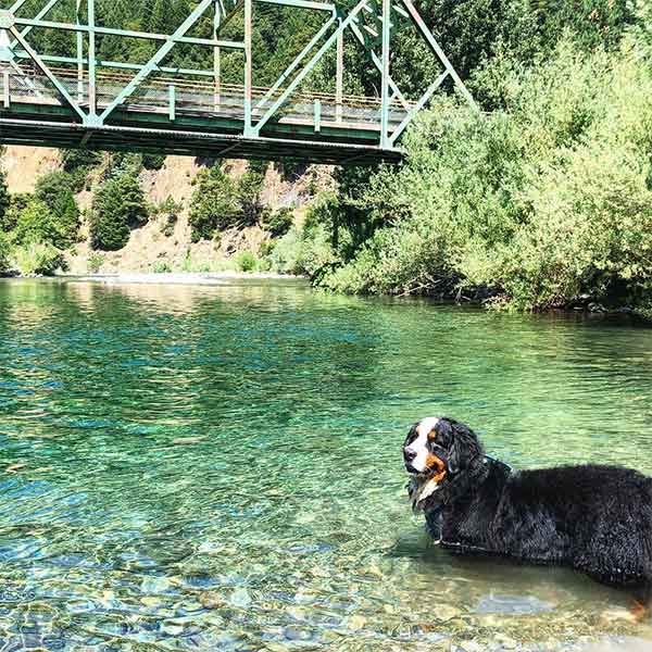 Dog sitting on rocks partly in water in Sierra County