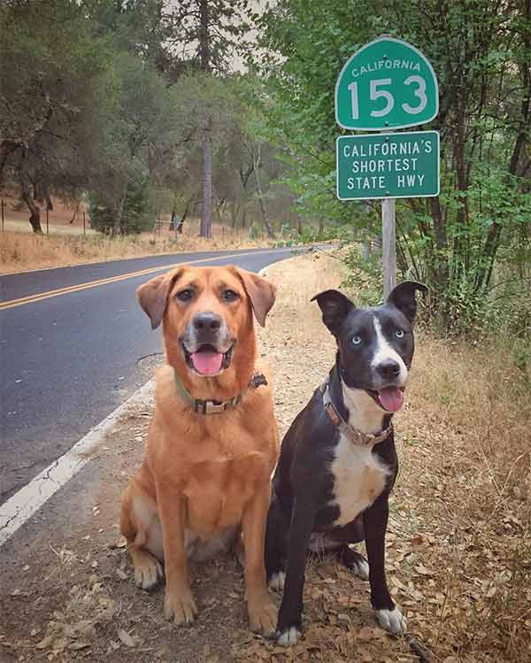 Two dogs on a trail in El Dorado County