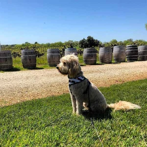 Dog-friendly Amador County: Gold Country wine and history