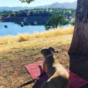 Dog on blanket in Calaveras County7