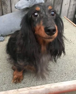 Jessica’s Haven: Pairing rescue dogs with people with disabilities