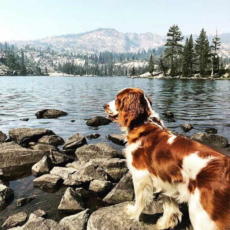 Image from Curl up off-season in a dog-friendly cabin on DogTrekker
