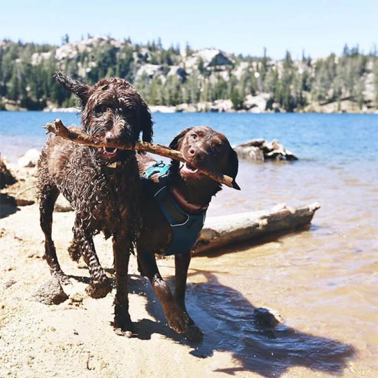 Image from Road trip! explore a scenic byway on DogTrekker