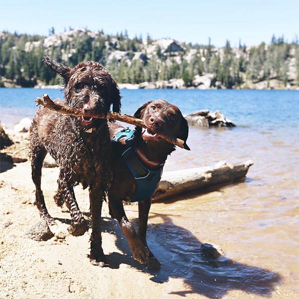 Two chocolate labs exploring a scenic byway