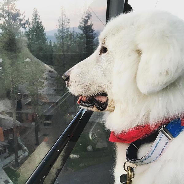 dog looks out window of gondola