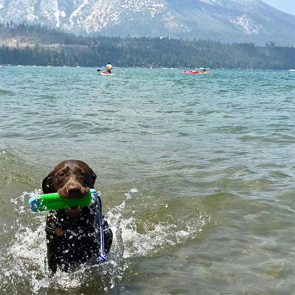chocolate lab splashes in lake with green bumper in mouth
