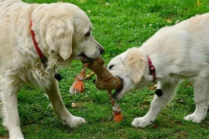The importance of play for your dog