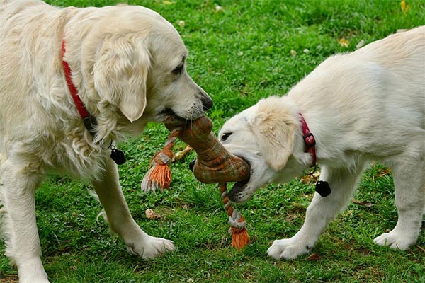 2 dogs playing with toy on the grass