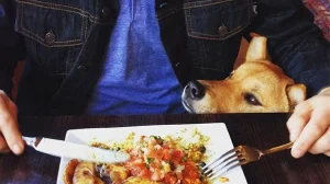 Chow down with your dog near the sea