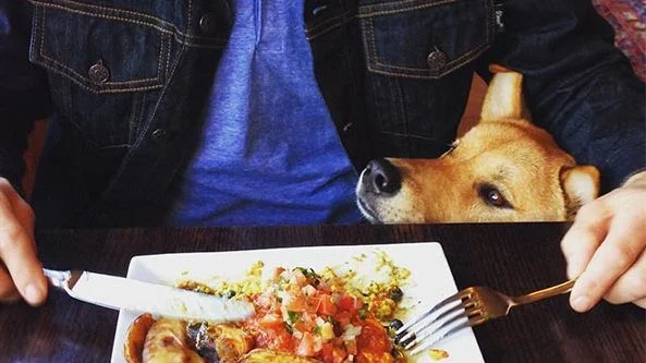 Image from Chow down with your pup within sight of the sea on DogTrekker