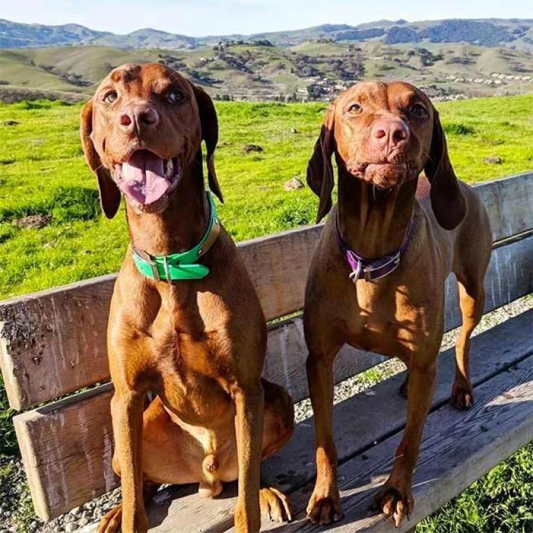 Image from In the Tri-Valley, wide open space for you and your dog on DogTrekker