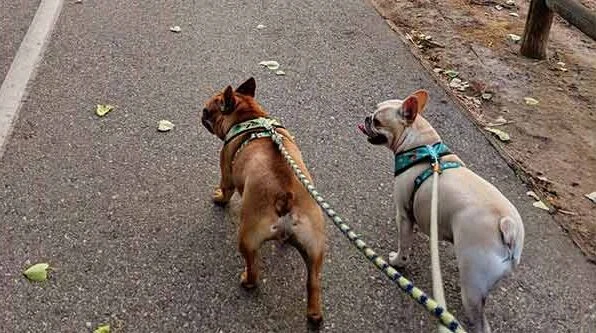 Image from Urban delights along the iron horse trail on DogTrekker