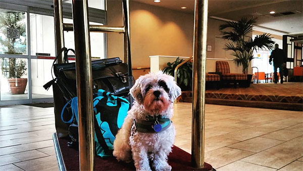 Dog in Tri-Valley hotel lobby