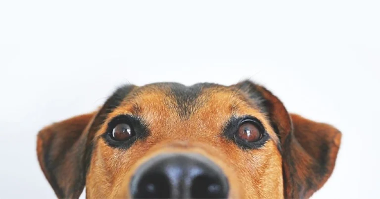 Image from Disaster preparedness for pets on DogTrekker