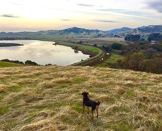 Image from Take a stroll through history on DogTrekker