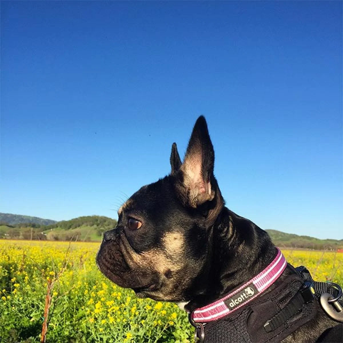 Image from Gateway to farm and wine country on DogTrekker