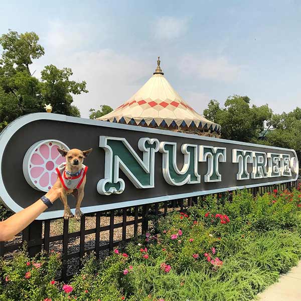 chihuahua in front of Nut Tree sign