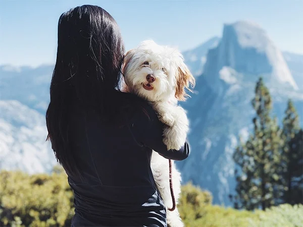 Image from Little jo's Yosemite adventure on DogTrekker