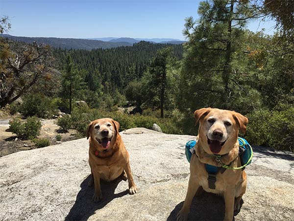 Nala and Ginger on a trail