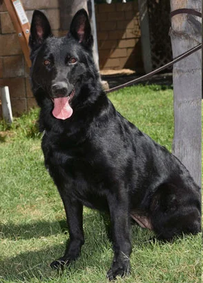 Image from German shepherd rescue of Orange county on DogTrekker