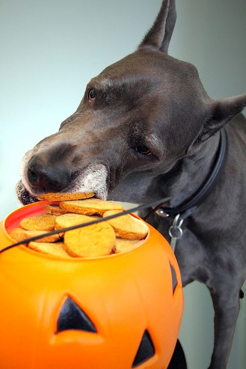 Dog trying to chew a pumpkin