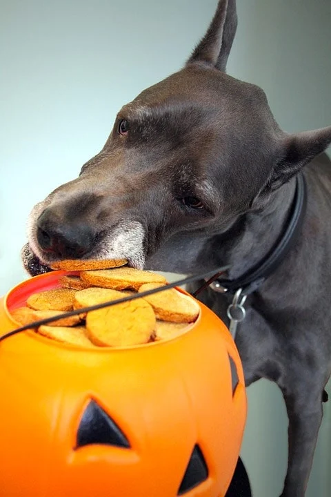 Image from Halloween safety tips on DogTrekker