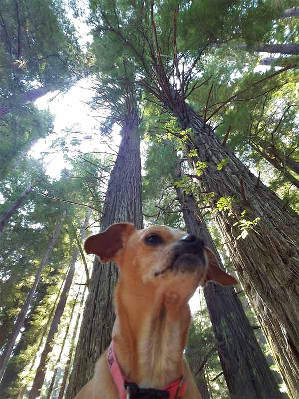 Riley dog in the redwoods