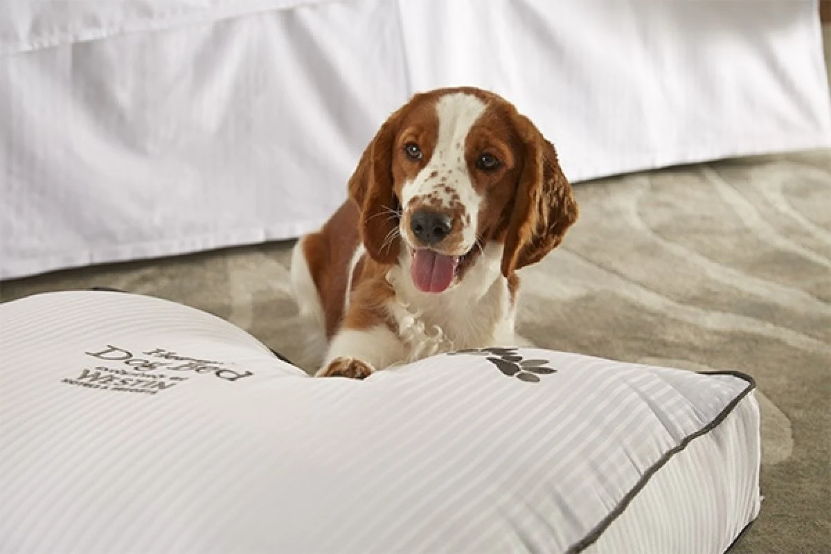 Image from In GPS, five pet-friendly hotels are raising the bar on DogTrekker