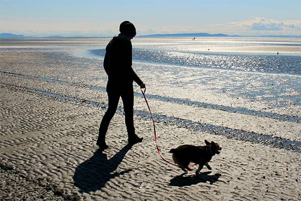 Dog and person walking by the ocean