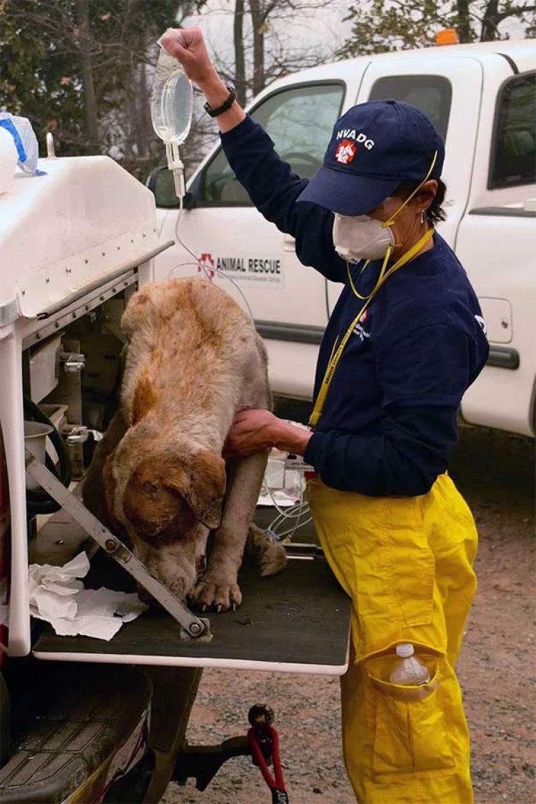 Image from North Valley Animal Disaster Group on DogTrekker