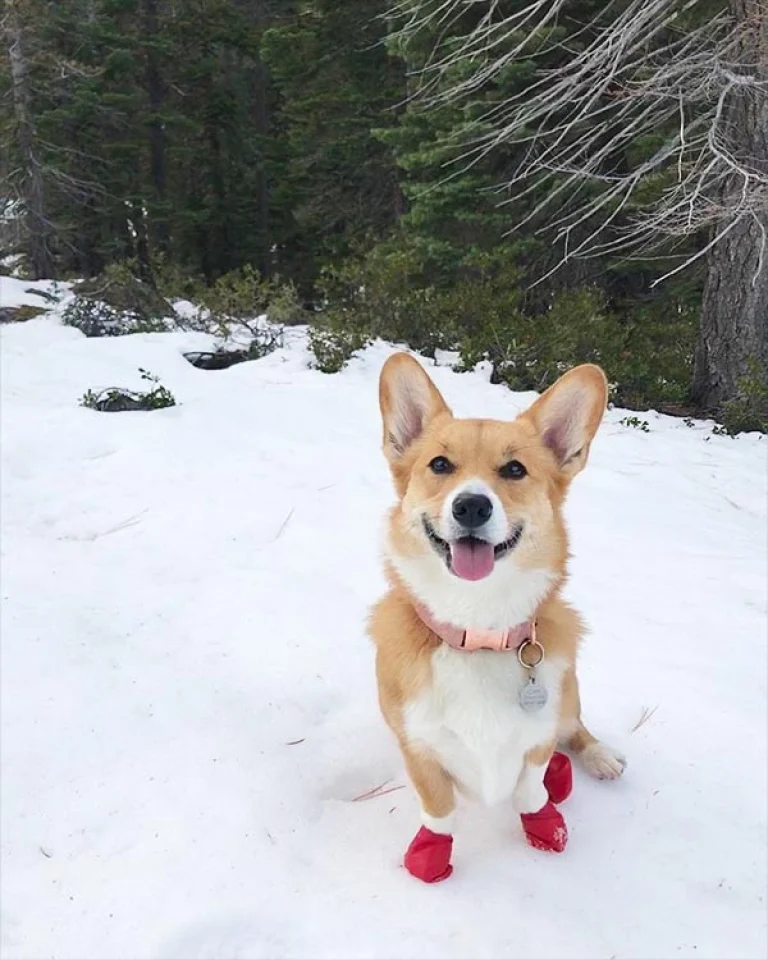 Image from Strap on the snowshoes and get moving on DogTrekker