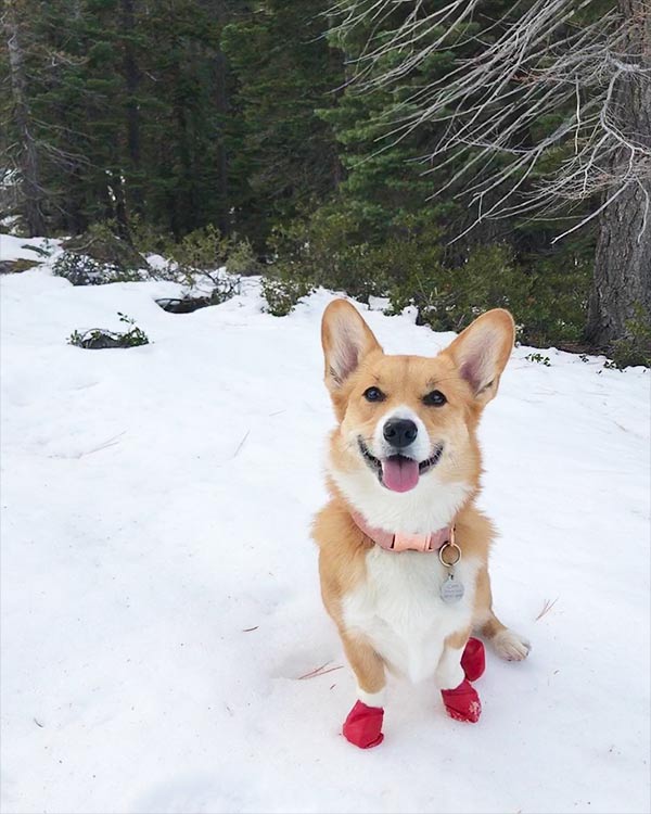 Dog wearing red booties