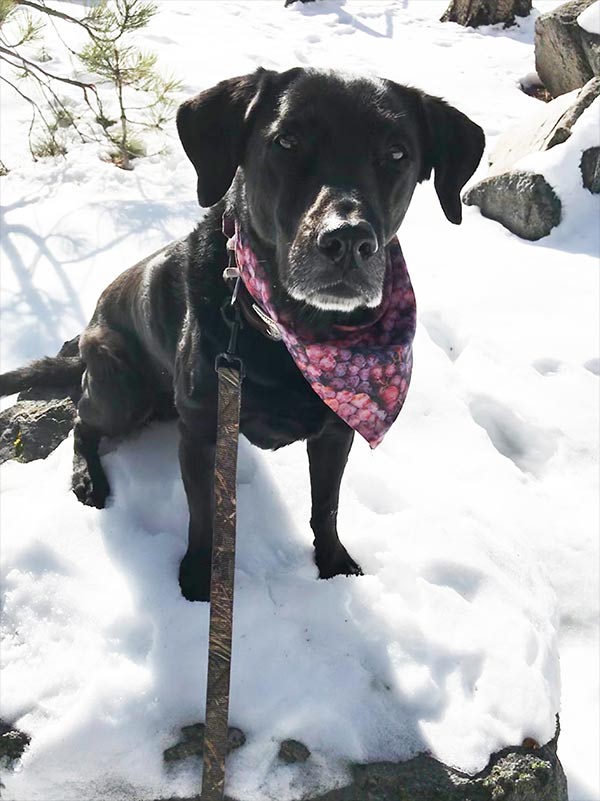 Big black dog looking happy in the snow