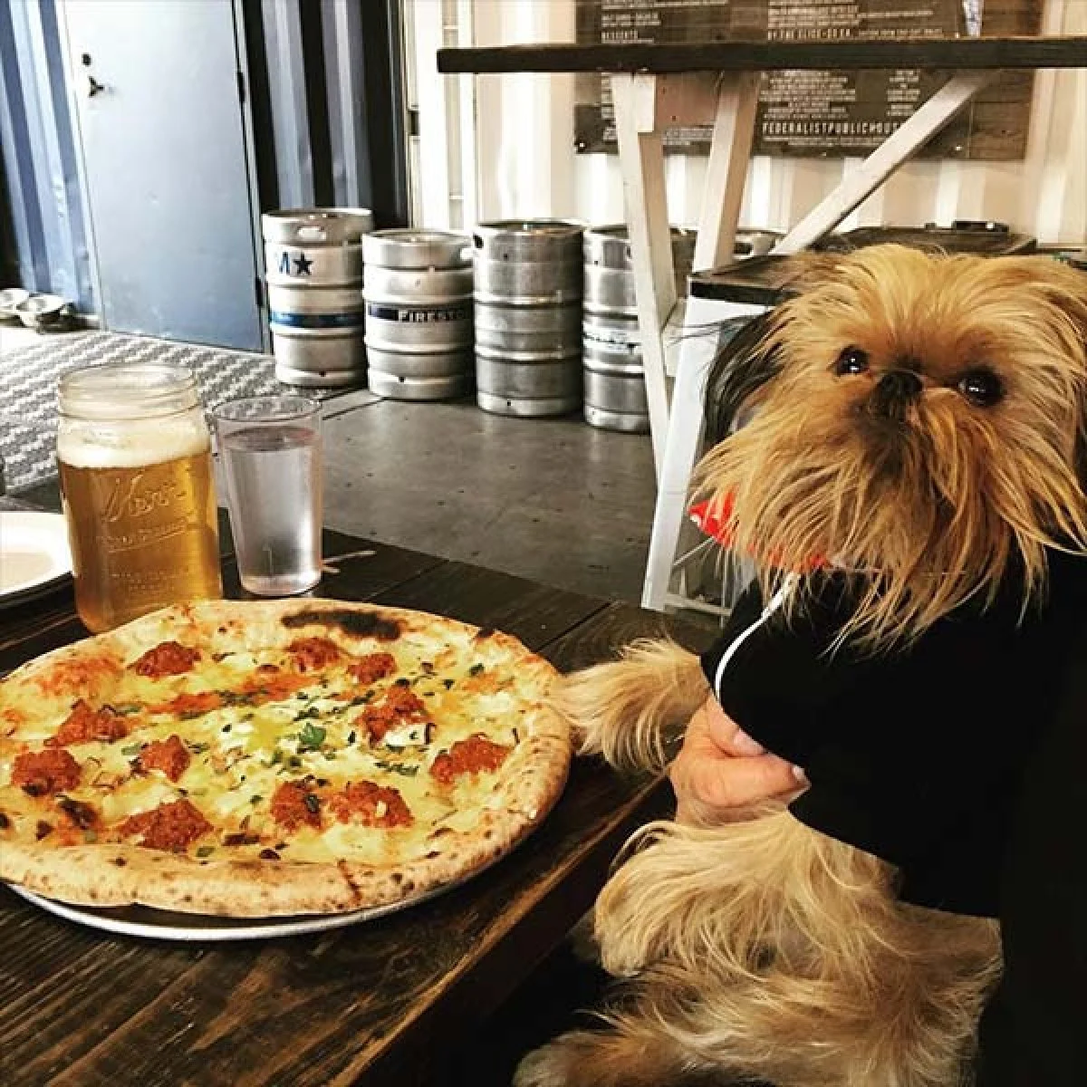 Image from Eat, drink, be merry with your dog by your side on DogTrekker