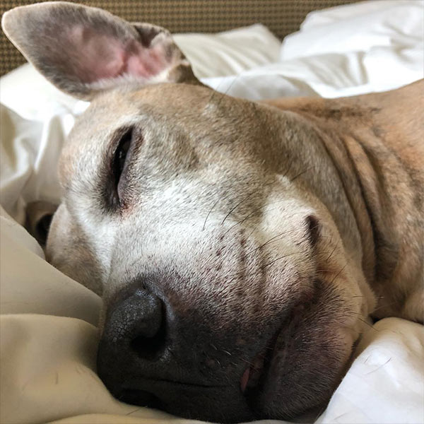 Dog with big ears lying on bed at hotel in Sacramento