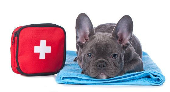 Dog lying on blanket next to first aid kit