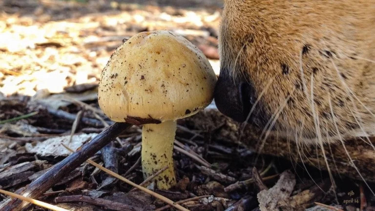 Image from It's winter: dogs and mushrooms alert on DogTrekker