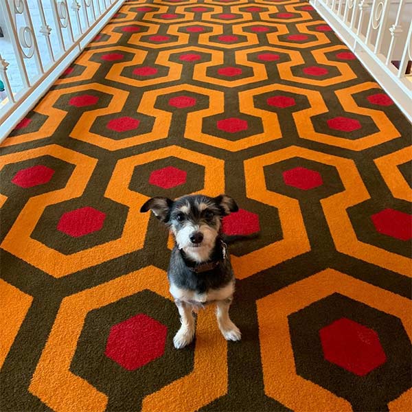 Dog on rug at hotel