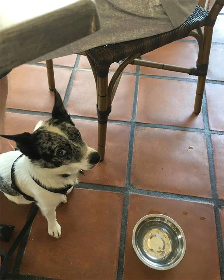 Image from Share a bite on DogTrekker