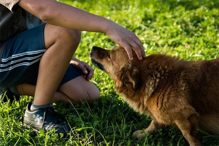 Image from What to do when you find a lost dog on DogTrekker