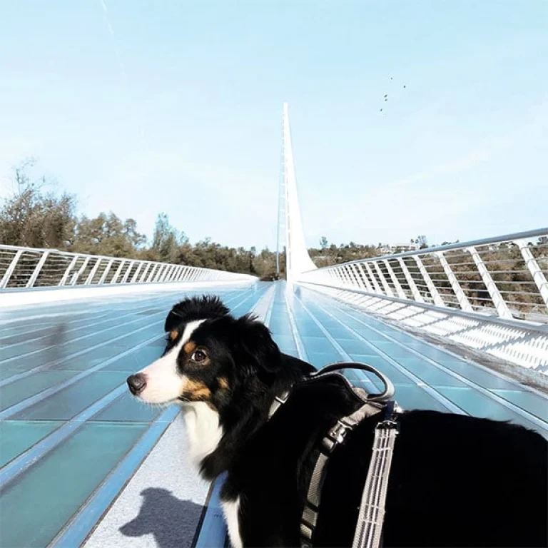 Image from Paw-friendly ‘must see’ Redding attractions on DogTrekker