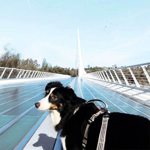 Black dog walking on the sundial bridge in Redding