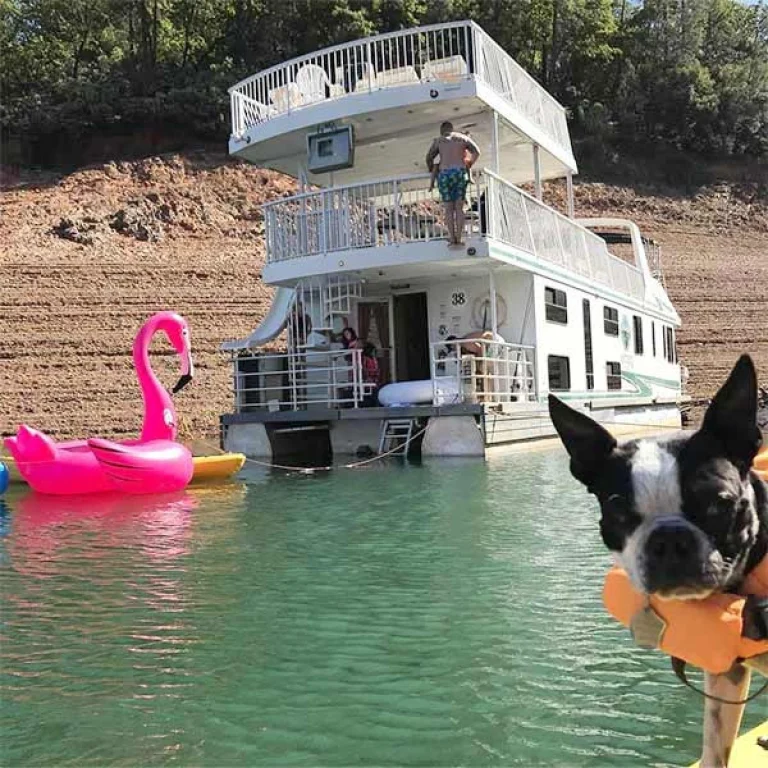 Image from Shasta Lake: dog-friendly houseboating haven on DogTrekker