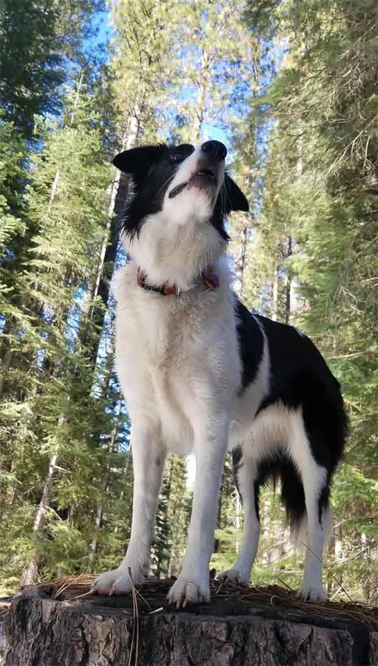 Image from Off the beaten track in Shasta Cascade on DogTrekker